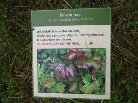 Interpretive panel displaying a picture of poison oak - to avoid it stay on the trail